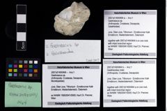 Foto (Objekt + Etikett) von Galatheoidea indet.  (NHMW-GEO-2007z0149-0464b)